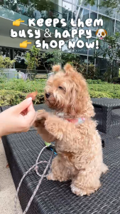 Chicken Gizzard Dog Treats 150g 🐶 | Dried Chicken Organ Snack | High Protein Natural Dog Treats