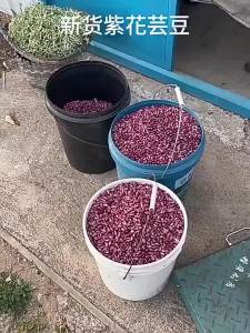 Đậu Đỏ Thận Cây Hoa Tím Hạt Lớn Mới Gặt Ngũ Cốc và Các Loại Đậu