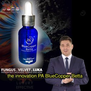 PA BlueCopper Betta dropsy velvet fin rot grooming betta ikan laga ubat luka dan sakit Nano Technology NanoCopper Aquarium fungus bacteria Guppy tetra