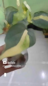 Tanaman Hias Gantung Sirih Gading Brazil: Tips dan Informasi