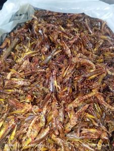 BELALANG GORENG