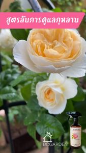 เร่งโต แพคคู่ 450 ml การเสริมต้นไม้ และ บำรุงดอก เร่งดอก แบบสเปรย์ Plant Food