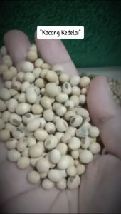 Kacang Kedelai 1kg super / Soy Bean Kacang Kedele organik