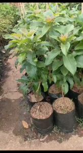 Bibit Tanaman Buah Mentega Bisbul Berkualitas