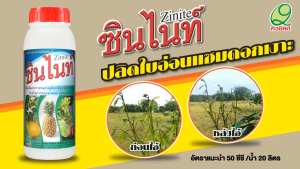 ซินไนท์ ขนาด 1 ลิตร สังกะสีที่ละลายน้ำ (Zn) : 14% ช่วยให้ช่อดอกสมบูรณ์ ขยายผล เนื้อแน่น ได้น้ำหนัก
