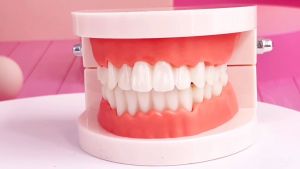1PCS Dental Teeth Model Dentist student Model for Teaching Dentistry Material Dentist Tools Dental Lab Model