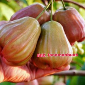 Bibit Jambu Air Bajang Leang: Tanaman Berkualitas