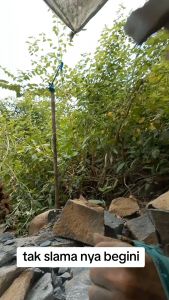 Ulekan Muthu Batu Asli & Aksesoris Cobek