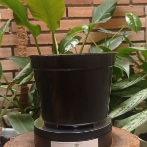 Pot Botani Hitam | (12cm - 20cm)