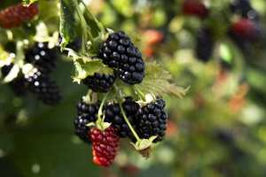 Prime Ark Freedom Blackberry Plant (Live Plant) Good for container gardening