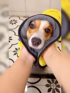 ผ้าเช็ดตัวแมว ผ้าขนหนูสัตว์เลี้ยง ผ้าขนหนูสุนัข ผ้าไมโครไฟเบอร์ ซับน้ำดี มี 3 ขนาด