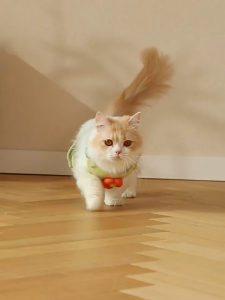 Pet Outing Daisy Embroidery Leash Lace Vest Dog And Cat Harness