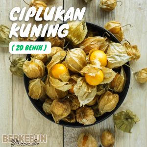 ( 20 Butir ) Benih Ciplukan Kuning | Golden Berry | Cecendet Berkebun Dirumah Bibit Hemat Siap Tanam