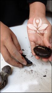 Kluwek Super: Asli Gunung Merapi\\n\\n Apa Itu Kluwek?\\n\\nKluwek, juga dikenal sebagai kepayang, keluak, atau kluwak super, adalah bahan makanan tradisional yang berasal dari pohon Areca catechu L. Kluwek merupakan buah dari pohon ini yang biasanya diolah menjadi bahan masakan dengan rasa unik dan aroma khas.\\n\\n Sejarah dan Asal Usul\\n\\nSejarah kluwek dapat ditelusuri hingga zaman pra-sejarah di Indonesia, khususnya di wilayah Jawa Tengah dan Yogyakarta. Kluwek super asli Gunung Merapi dikenal memiliki kualitas yang lebih baik dibandingkan dengan kluwek dari daerah lain. Hal ini dikarenakan kondisi iklim dan tanah di sekitar Gunung Merapi yang cocok untuk pertumbuhan pohon kluwek.\\n\\n Varietas Kluwek\\n\\nAda beberapa varietas kluwek yang dapat ditemukan di Indonesia, antara lain:\\n\\n- Kluwek merah\\n- Kluwek hitam\\n- Kluwek putih\\n\\nNamun, kluwek super asli Gunung Merapi biasanya memiliki warna hitam pekat dan tekstur yang lembut.\\n\\n Manfaat Kluwek Super\\n\\nKluwek super tidak hanya digunakan sebagai bahan masakan, tetapi juga memiliki manfaat kesehatan yang signifikan.\\n\\n Nutrisi dan Khasiat\\n\\nKluwek super mengandung berbagai nutrisi penting seperti vitamin C, protein, serat, dan mineral seperti zink, magnesium, dan kalium. Beberapa khasiat kluwek super bagi kesehatan antara lain:\\n\\n- Meningkatkan sistem kekebalan tubuh\\n- Mencegah anemia\\n- Membantu pencernaan\\n- Mengurangi risiko penyakit jantung\\n\\n Penggunaan dalam Masakan\\n\\nKluwek super sering digunakan dalam masakan Indonesia, terutama di wilayah Jawa. Beberapa contoh masakan yang menggunakan kluwek super antara lain:\\n\\n- Rendang kluwek\\n- Sayur kluwek\\n- Sambal kluwek\\n\\n Cara Mengolah Kluwek\\n\\nMengolah kluwek super memerlukan beberapa langkah dasar, antara lain:\\n\\n Langkah-langkah Dasar\\n\\n1. Bersihkan kluwek super dari kulit luar\\n2. Rendam kluwek super dalam air selama beberapa hari hingga tekstur menjadi lembut\\n3. Rebus kluwek super hingga matang\\n\\n Resep Masakan Populer\\n\\nBerikut ini adalah beberapa resep masakan populer yang menggunakan kluwek super:\\n\\n- Rendang kluwek: Potong kluwek super menjadi irisan tipis, tumis dengan bumbu rendang, dan masak hingga bumbu meresap.\\n- Sayur kluwek: Rebus kluwek super bersama sayuran favorit Anda, tambahkan bumbu dan santan.\\n- Sambal kluwek: Uleg kluwek super bersama cabai, bawang, dan garam, lalu sajikan sebagai pelengkap makanan.\\n\\n Keunggulan Kluwek Super\\n\\nKluwek super asli Gunung Merapi memiliki beberapa keunggulan dibandingkan dengan kluwek dari daerah lain.\\n\\n Kualitas dan Keaslian\\n\\nKluwek super asli Gunung Merapi memiliki kualitas yang lebih baik karena pertumbuhan pohon kluwek yang optimal di daerah tersebut. Selain itu, kluwek super asli Gunung Merapi memiliki rasa dan aroma yang lebih kuat dibandingkan dengan kluwek dari daerah lain.\\n\\n Pembelian dan Penyimpanan\\n\\nKluwek super dapat dibeli di pasar tradisional atau toko makanan tradisional di Indonesia. Untuk penyimpanan, kluwek super harus disimpan dalam wadah kedap udara dan diletakkan di tempat yang sejuk.\\n\\nDengan kualitas dan keaslian kluwek super asli Gunung Merapi, Anda dapat menikmati masakan tradisional Indonesia yang lezat dan sehat.\n}