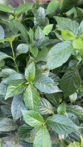 [COD] Daun Keji Beling Segar / Daun Ki Beling Segar / Daun Pecah Beling Segar Herbal Alami