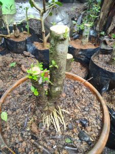 Bonsai Anting Putri Bonggol Twin