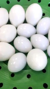 10/20/50Pcs Artificial Pigeon Fake Egg Dummy Egg for incubate eggs dove aviculture nest hatchin