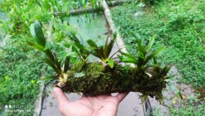 ecinodorus raseli media kayu rentek+mos aquarium aquascape. kondisi sudah tenggelam