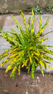 Cây Vàng Bạc Lá Nhuyễn - Tổng thể tầm 20-30 cm - Chịu nắng thích hợp sân vườn công trình!