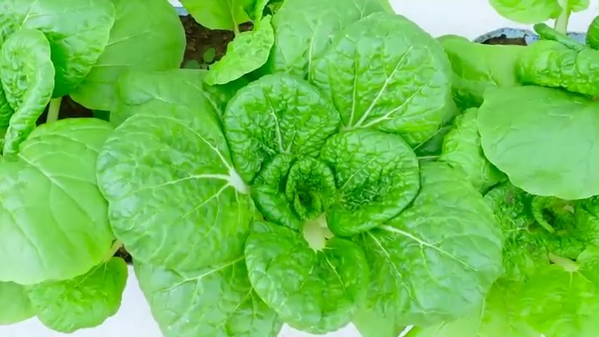 SULIT PACK! PECHAY PAVITO SEEDS (650 SEEDS) - HYBRID/EASY TO GROW