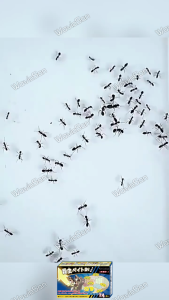 ‼️No Ants Within 500m‼️ ANKYO Ant killer Ant repellent for home Anti ants killer Original ant bait with effective results Ant bait killer Ant bait Anti ant poison