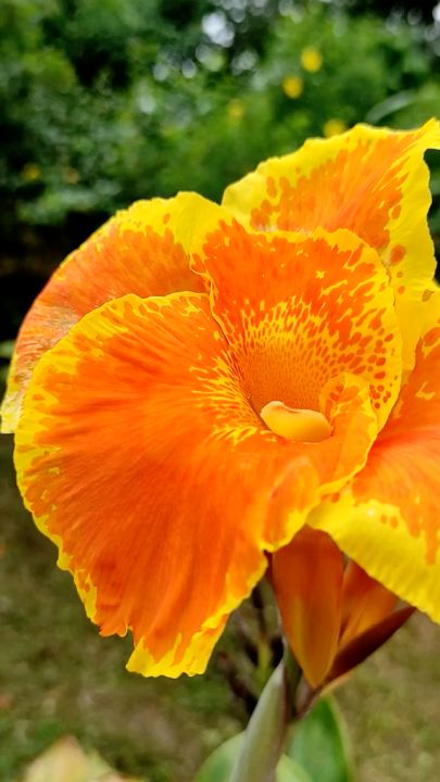 Canna Lily Tropicana Cleopatra Indica Pokok Bunga Tasbih hiasan hidup ...