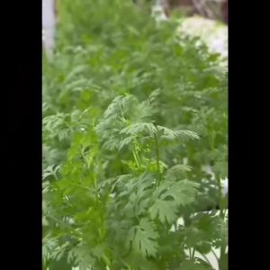 5 ลิตร Triple Dice Brand ตราลูกเต๋า พีทมอส ดินปลูก วัสดุเพาะเมล็ด และต้นกล้า Peat Moss ต้นไม้ขยัน