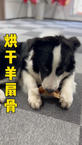 PetCoCo 🐾Lamb Shoulder Blade Bone Dog Snacks Dog Biting Treats