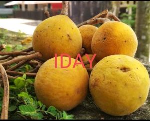 1kg buah kecapi segar Mateng buah kecapi organik BELI 3KG+BONUS TERMURAH