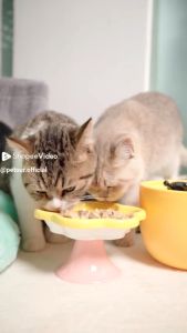 cá hồi sấy viên Biet of Wild sấy 40gr dành cho chó mèo- T3 PETS SHOP