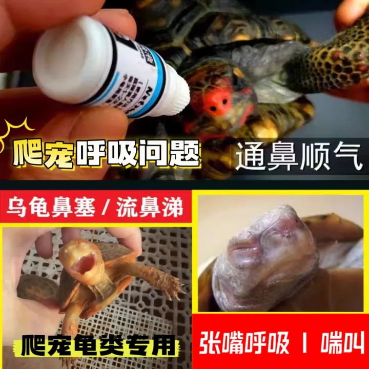 Land Turtle Lizard Cold Gastroenteritis Diarrhea Nasal Congestion Water ...
