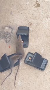 ⚡️BUY 5 FREE 1⚡️High Quality Reusable Rat Catching Mice Mouse Traps Bait Spring Catcher Pest Control Perangkap Tikus