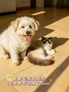 New Pet | Thảm Làm Mát Thú Cưng Mùa Hè Gel