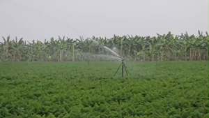 Béc Tưới Phun Mưa Đồng Chân Ren Cho Cây Trồng