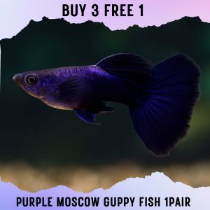[1pair] Purple Moscow guppy Live Fish Aquarium