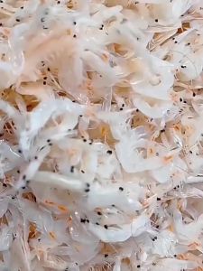 No Salt Dried Shrimp Premium Seafood