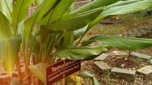 [JM Garden] Bibit Temulawak Kualitas Super Premium / Tanaman Herbal Temulawak (Curcumin)