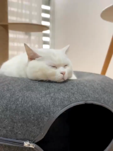 SKISOPGO Cat Tunnel Bed Round Felt Cat Nest Donut Washable Pet Tunnel Nest for All Dogs Cats Cat Tunnel Toy