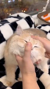 Pet Cat Dog Eye Ear Wet Wipes Tissue Clean Tear Stain Remover | Kain Tisu Lap Bersih Mata Telinga Haiwan Kucing | 宠物泪痕湿巾猫咪清洗眼屎不伤肤狗狗擦洗眼垢一次性宠物清洁用品