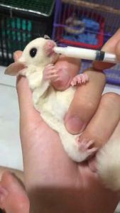 3 ống xilanh 1ml dùng để đút sữa đút bột cho sóc đất sóc bông sóc bay Úc baby