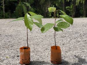 ต้นคัวปูอาซู =1 ต้น