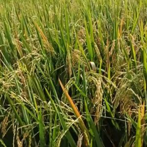 BIBIT BENIH PADI VARIETAS LOGAWA TERBARU ORIGINAL TERBARU
