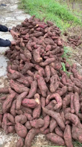 2 Kg Ubi Orange Mentah / Ubi jalar varian orange / Boled warna orange