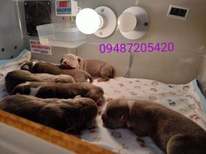 puppy/kitten incubator for newborn puppies and kittens