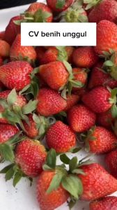 Bibit Strawberry Jumbo Manis cepat berbuah