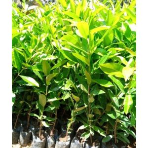 Bibit Pohon Salam Bumbu Masak