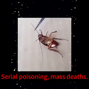 Cockroach Killer For Home 10Pcs Cockroach Killer Powder Safe And No-Toxic Cockroach Trap Powerful Cockroach Bait
