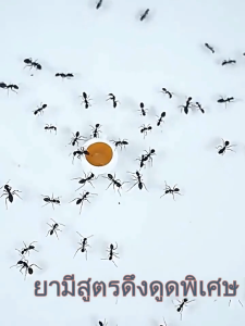 【ส่งจากกทม|พร้อมสต็อก】 ฆ่ามดในครัวเรือนในร่มปลอดสารพิษหนึ่งรังทั้งรังลบสีขาวฆ่าสีแดงสีเหลืองเล็กๆน้อยๆพิเศษหนึ่งหม้อเหยื่อผลครัว  ไล่ตุ๊กแกออกไป