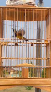 Combo 5 gói cám Dưỡng Hót Lê Thịnh Cám chim hút mật Bền lử.a mượt lông TH Food Shop