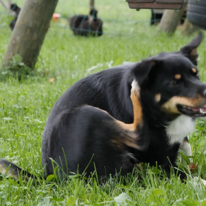 Advanllent ( Fluralaner ) - 9 months of Flea and Tick Protections